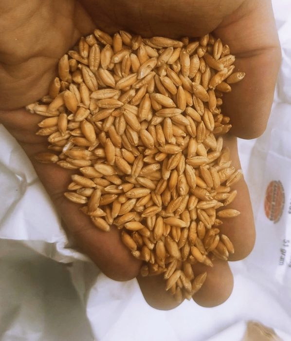 Насіння пшениці дворучки АMADEO, канадський трансгенний сорт