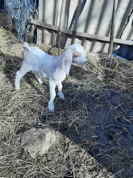 Продаються козинята англонубійські