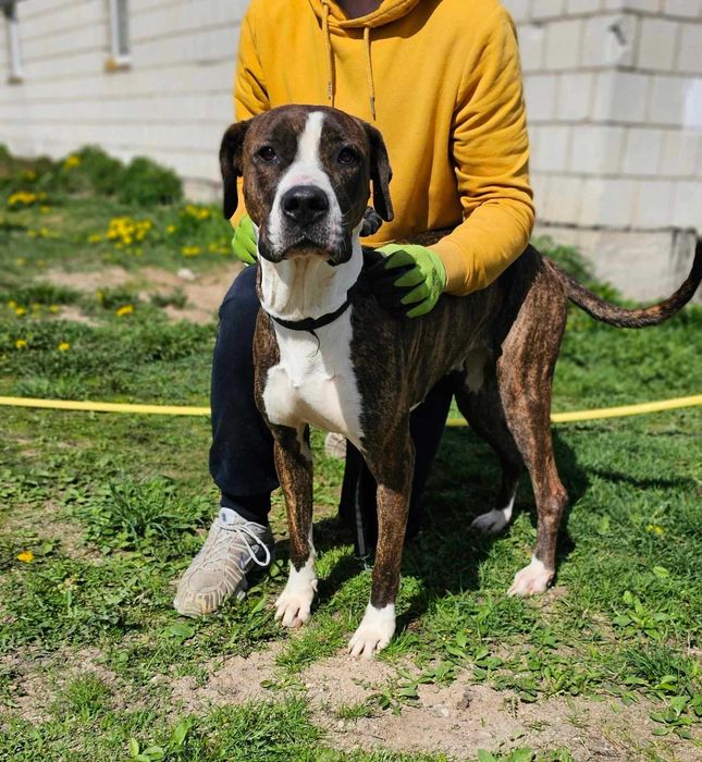 suczka w typie TTB do adopcji