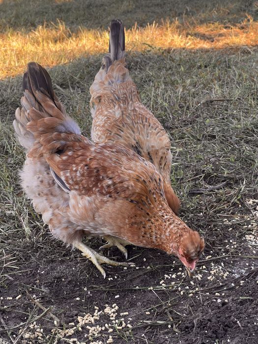 Ovos de galinha caseira