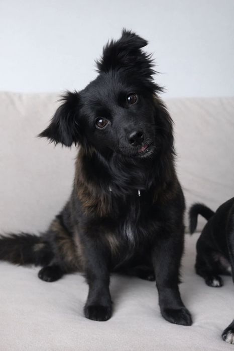 Słodka Lucy szuka domu