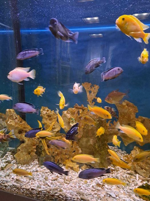 Малавійські цихліди