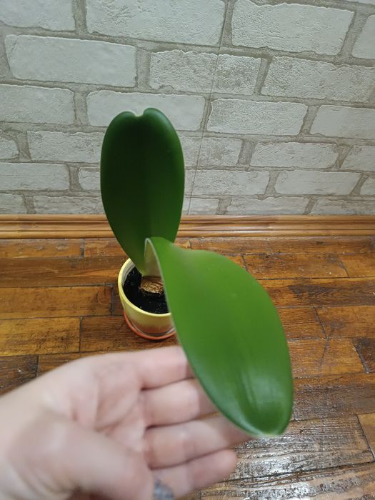 Пушистый гемантус до свята всем та краси +клівія-500 грн!