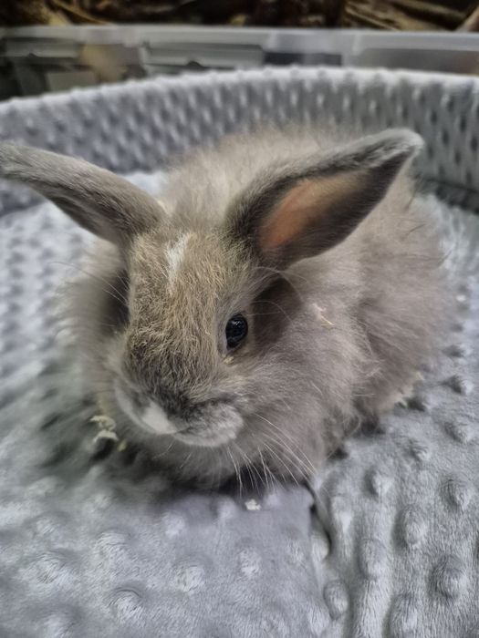 Króliki miniaturki Tedy. Sklep zoologiczny Rafa Kraków.