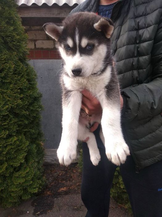 Продам цуценят Хаскі