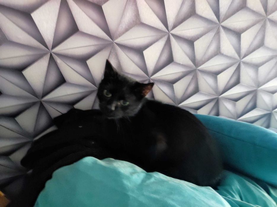 cudowna kicia potrzebuje znaleźć domek