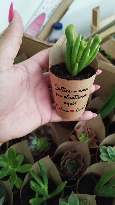 Suculentas personalizadas