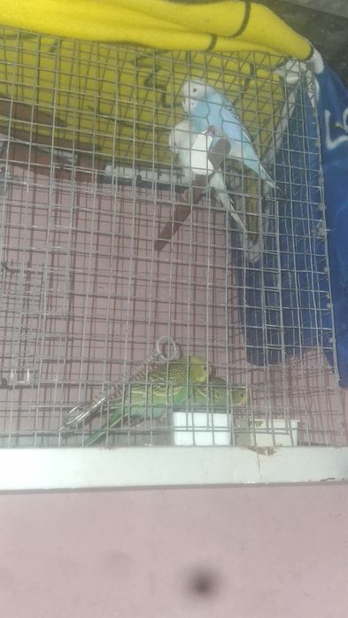 Piriquitos australianos