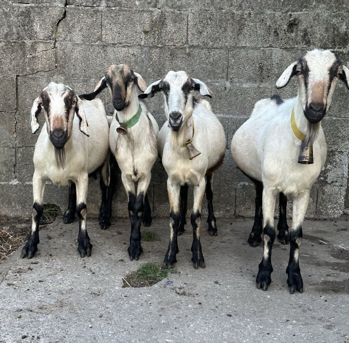 3 cabras serpentinas puras 1 cabrito reprodutor  puro linha mocha