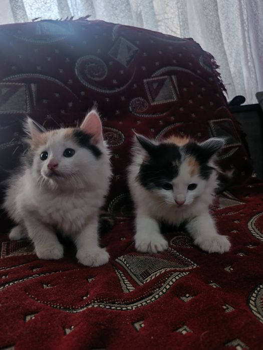 Персицькі котики з Тернополя