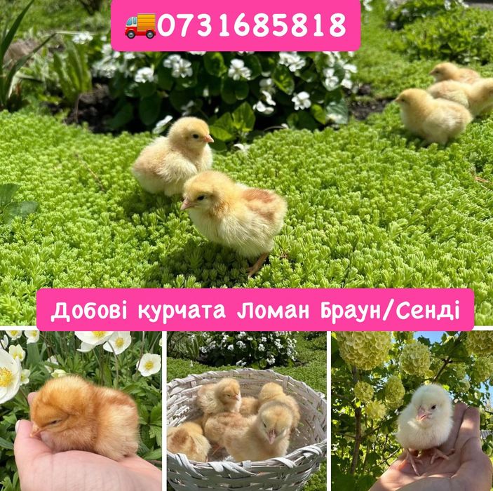 Курчата Цыплята Циплята Несушка Ломан Браун Сенді. Півники Півні Петух