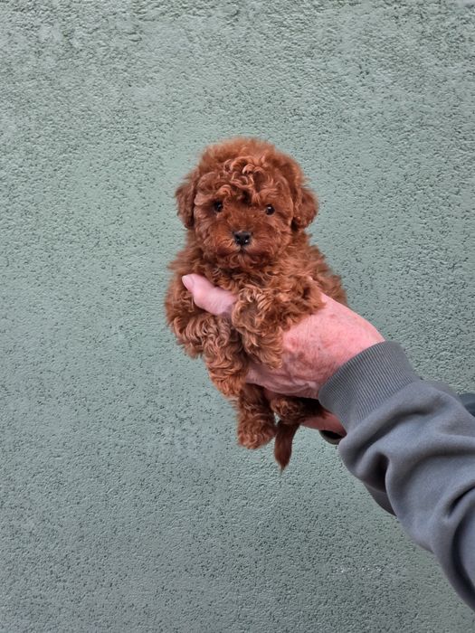 Пуделі від заводчика янтарний редбраун