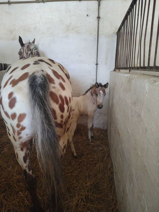 Klacz małopolska tarantowata tarant