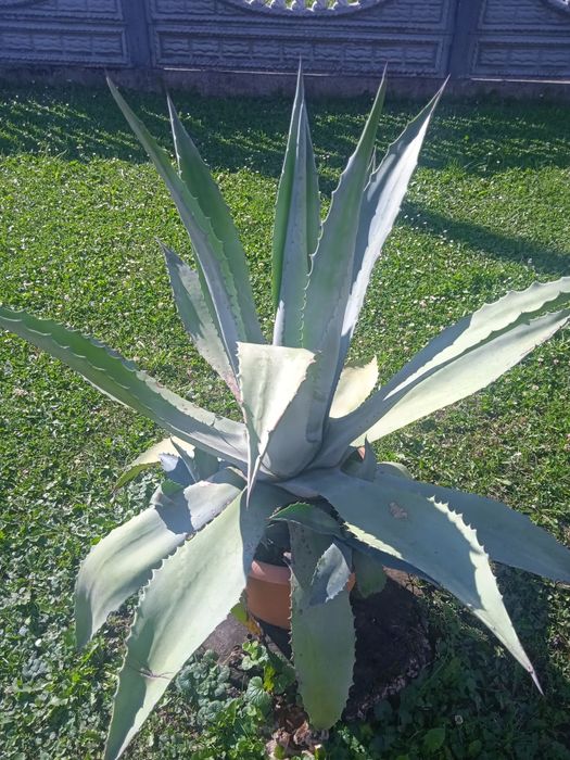 Продаються Агави