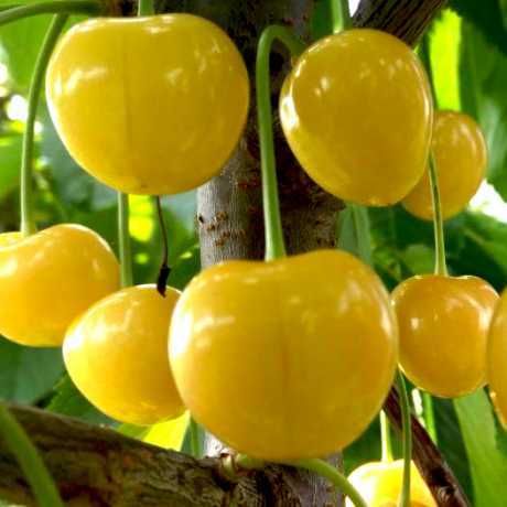 Лохина Ківі Магнолії Рододендрони Сакура Гортензії Катальпа Павловнія