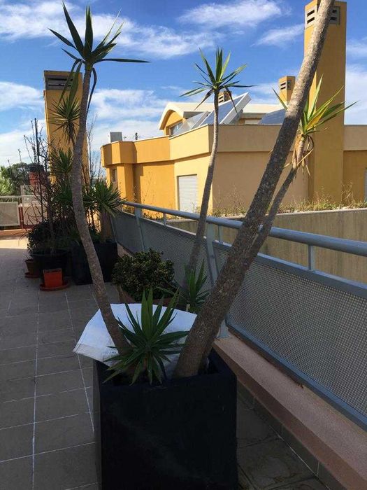 Yucca gigante com cerca de 1,80 m