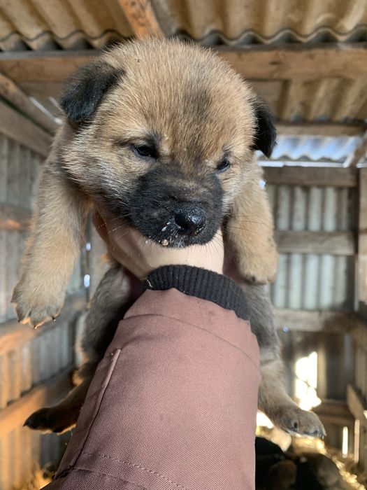 Маленькі цуценята мріють про дім