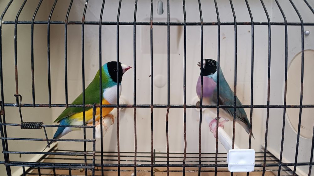 Diamantes de Gould