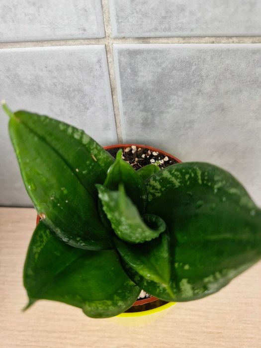 Sansevieria#Nadwyzka#Sprzedam