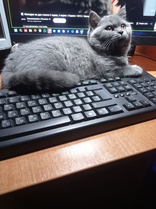 Шотландські висловухі та прямовухі кошенята Scottish Fold і Scottish Straight