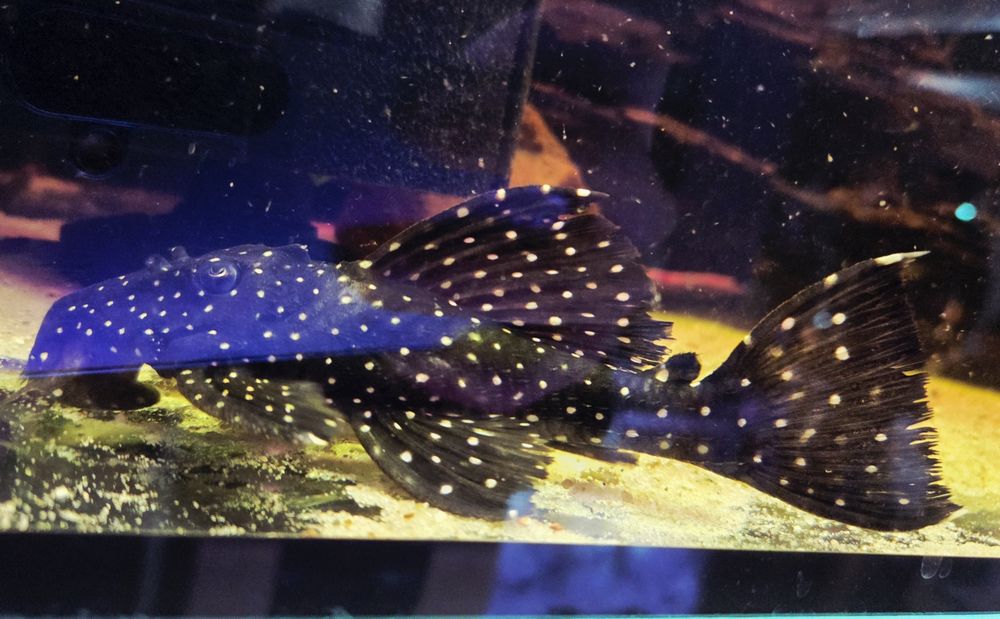 Zbrojnik L240 Hemiancistrus galaxias