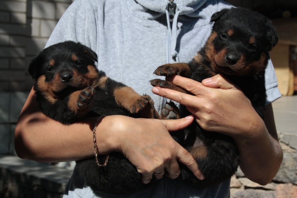 Ротвейлер-кабель вязка