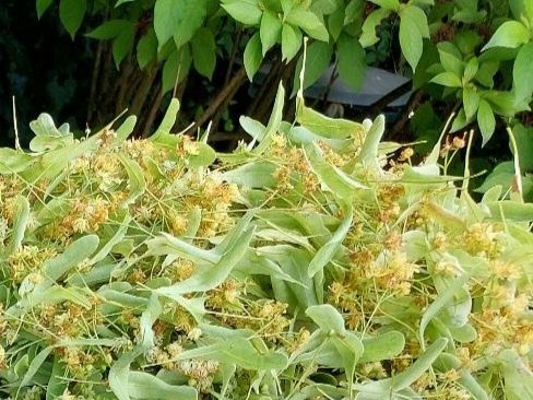 Suszone kwiaty lipy wraz z przylistkami