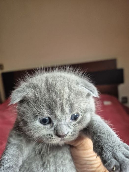 Scottish fold lindissimo