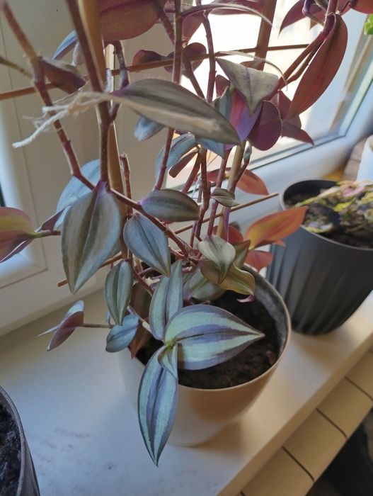 Trzykrotka Pasiatka zwisła