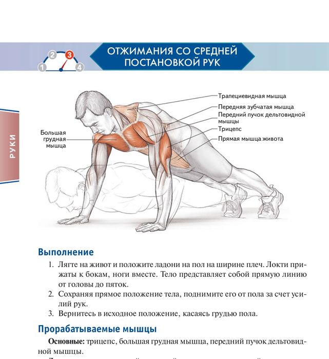 Анатомія фізичних вправ