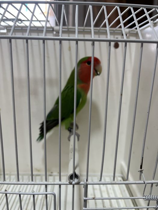Agapornis longfeather