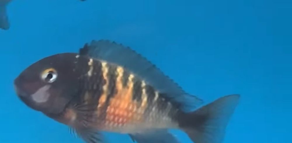 Tropheus Red belly