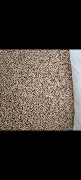 Łubin biały gorzki