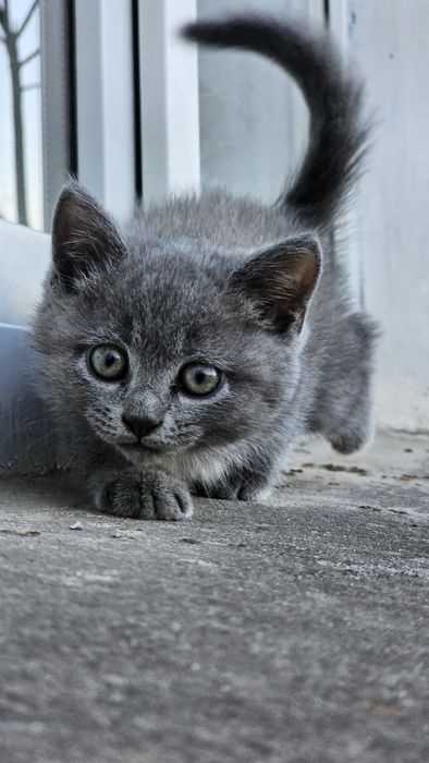 Кошенята  британські короткошерстні (3 хлопчика + 1 дівчинка) 2 місяці.