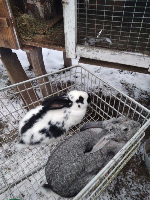 Кролики молоді самки