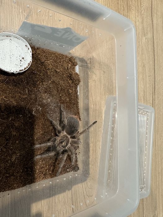 Phormictopus cancerides 3,5dc samica