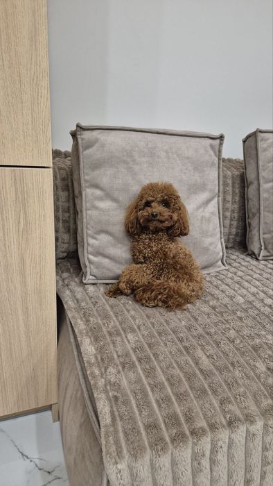 Той пудель, Пудель, В'язка, Львів
Вік – 2 роки, окрас а