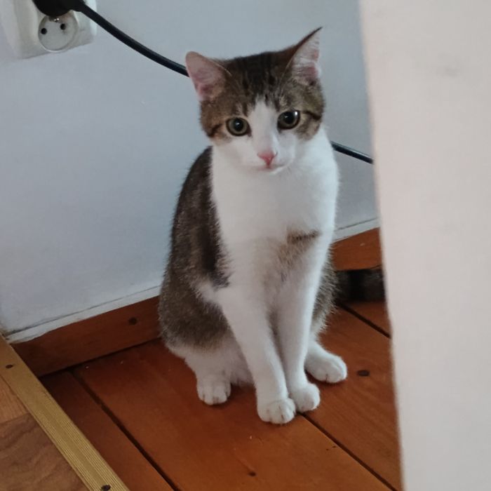 Kotki do adopcji