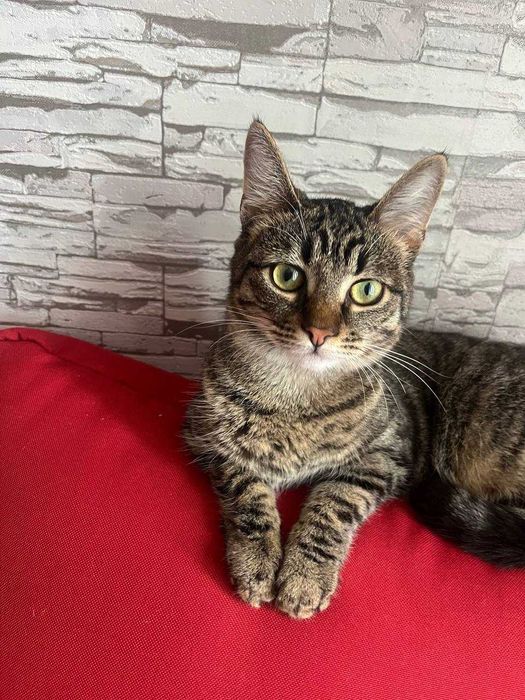 Котята подростки стерилизованные