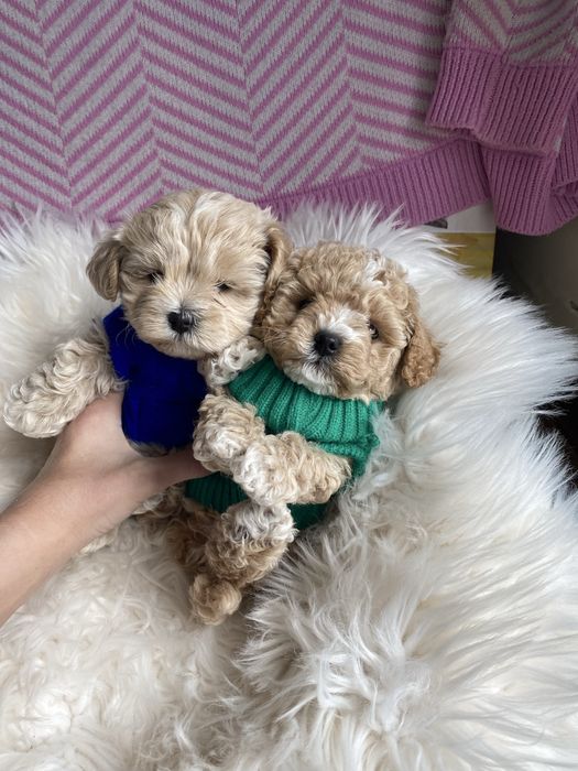 Дуже гарні породисті цуценятка мальтипу