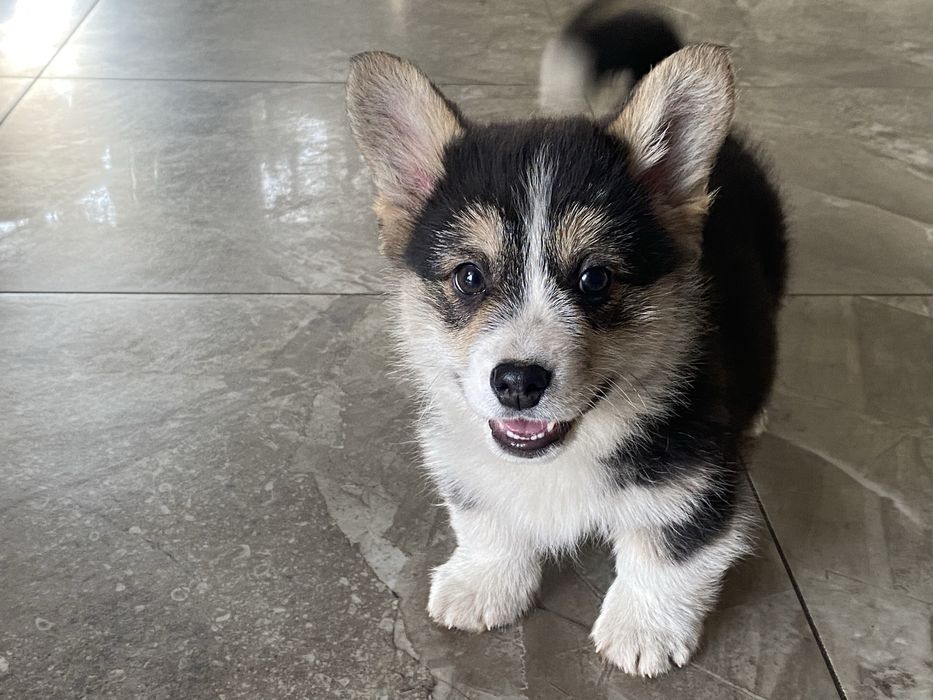 Welsh Corgi  Pembroke piesek