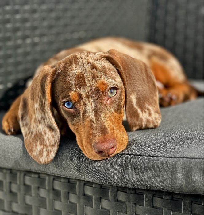 Teckel femea chocolate merle arlequim