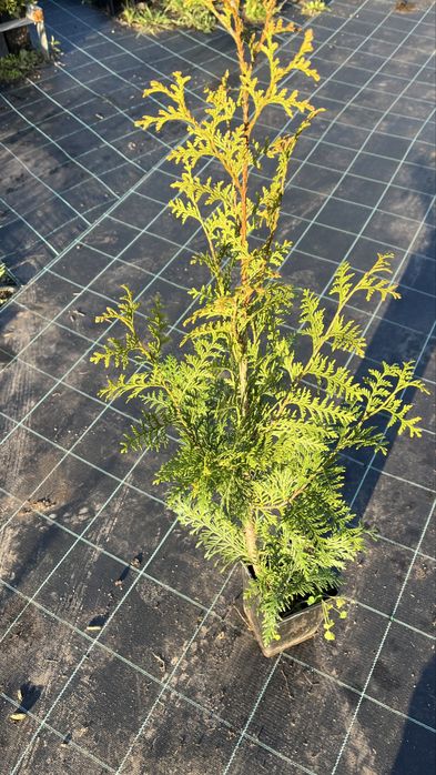 Tuia Plicata “Gelderland” – Cerca Viva Rápida e Densa