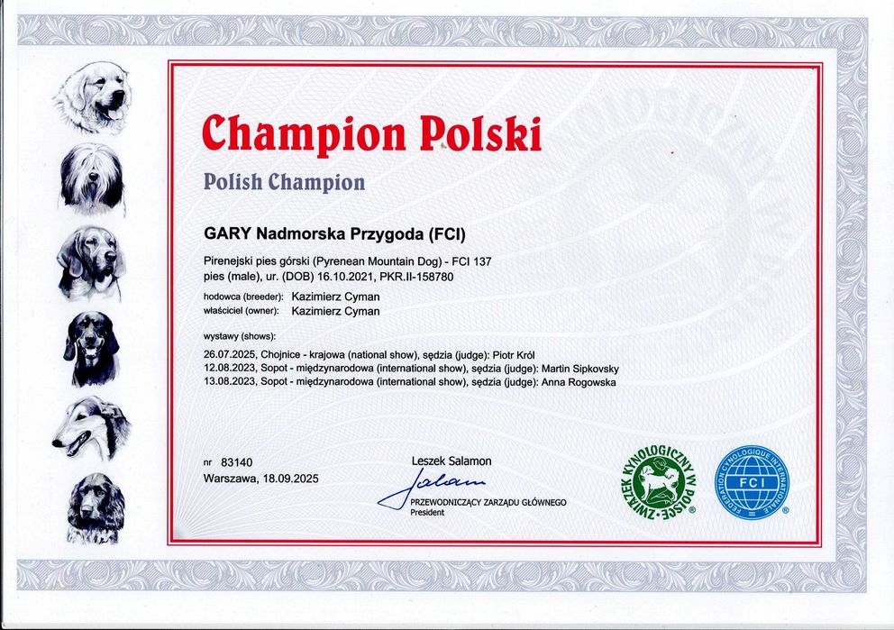 Pirenejski pies górski, owczarek podhalański rasa pokrewna, okazja
