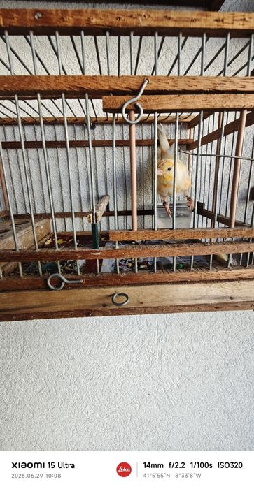 Canários para ceder últimos