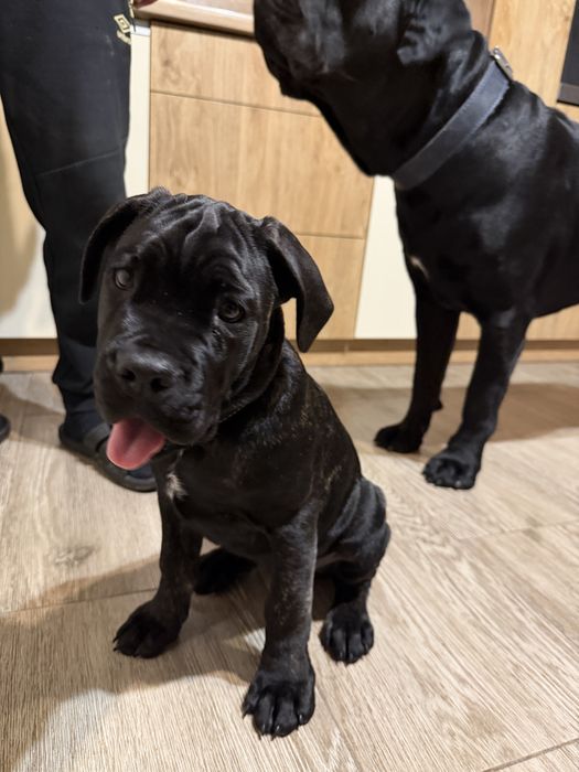 Suczka Cane Corso