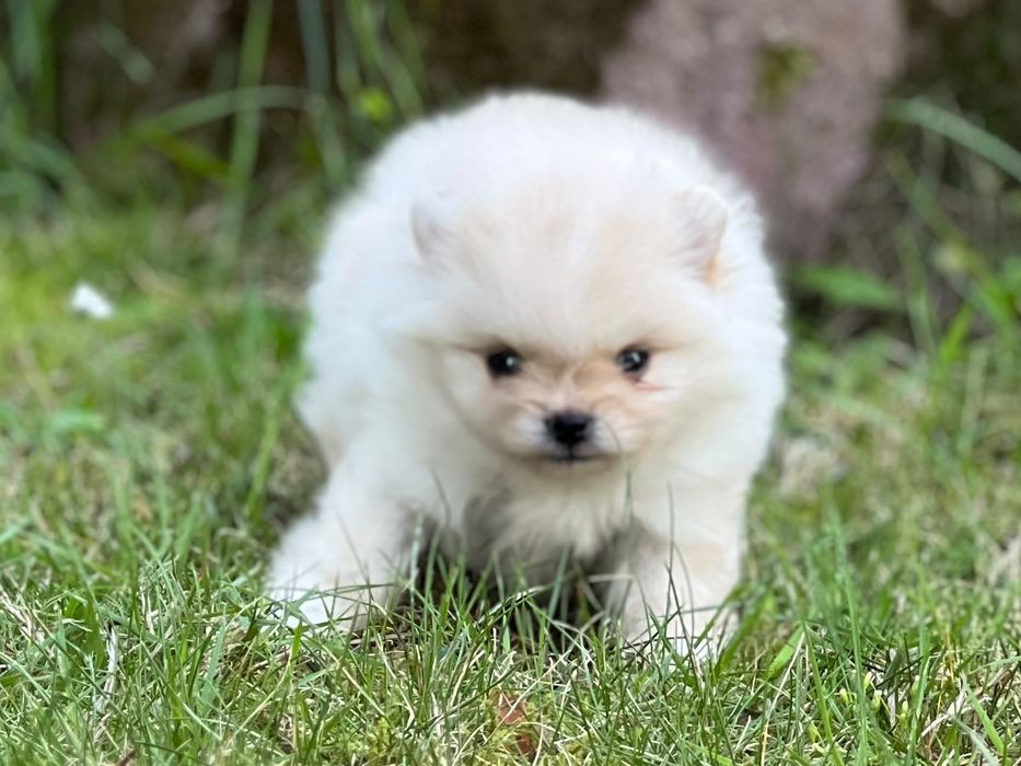 Pomeranian mini boo dziewczynka