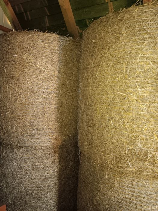 Sprzedam zboże pszenżyto ozime I mieszankę owies z jęczmieniem