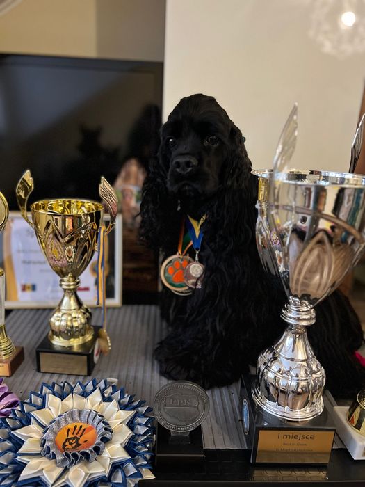 Американський кокер спаніель!вʼязка