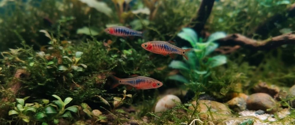 Razbora Erythromicron, Danio Erythromicron